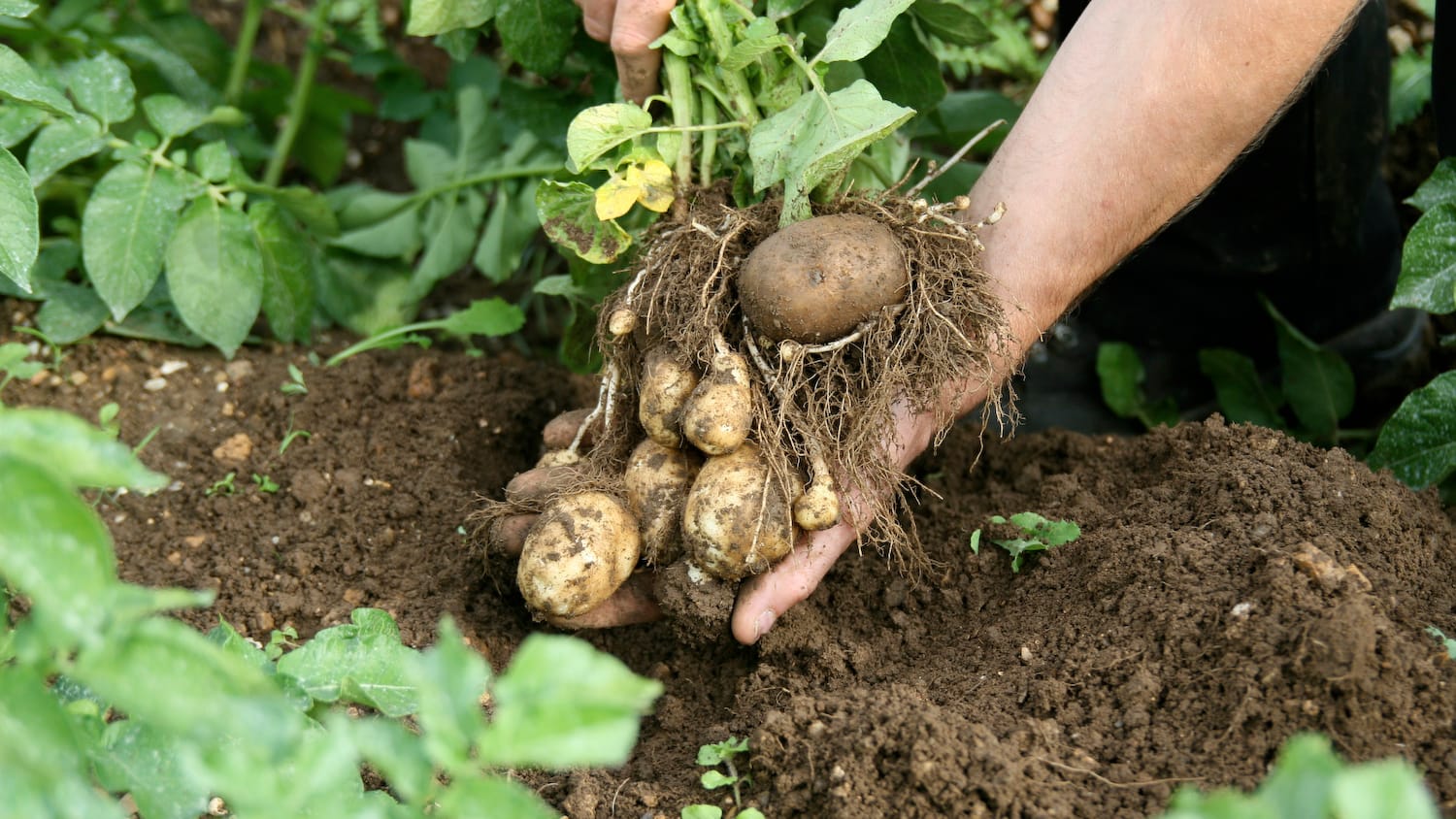 an inert organic